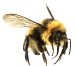 Bumble beesm
