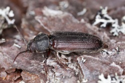 Wood Boring Beetle