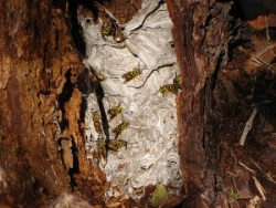 YJ nest in tree 300x225