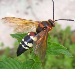 cicadakiller 1