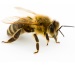honeybeesm
